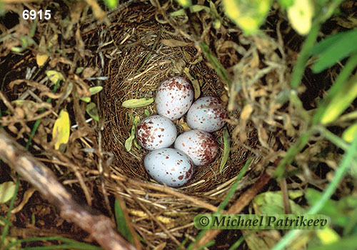 Grasshopper Sparrow (Ammodramus savannarum) eggs